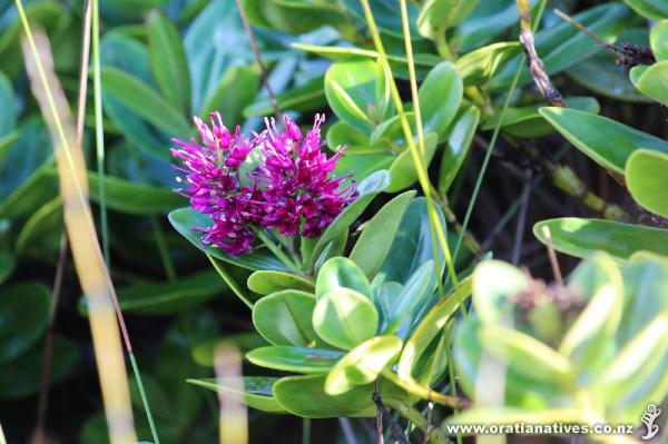 Napuka flowers and foliage in its natural habitat on Hokiangas South Head