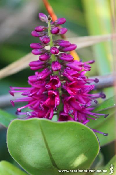 Close up of Napuka bloom growing wild in its natural habitat on Hokiangas South Head.