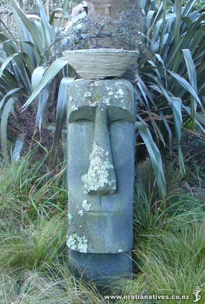 Hyper-tufa pot contains Corokia North Cape.