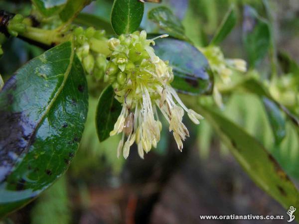 Coprosma robusta male flowers.