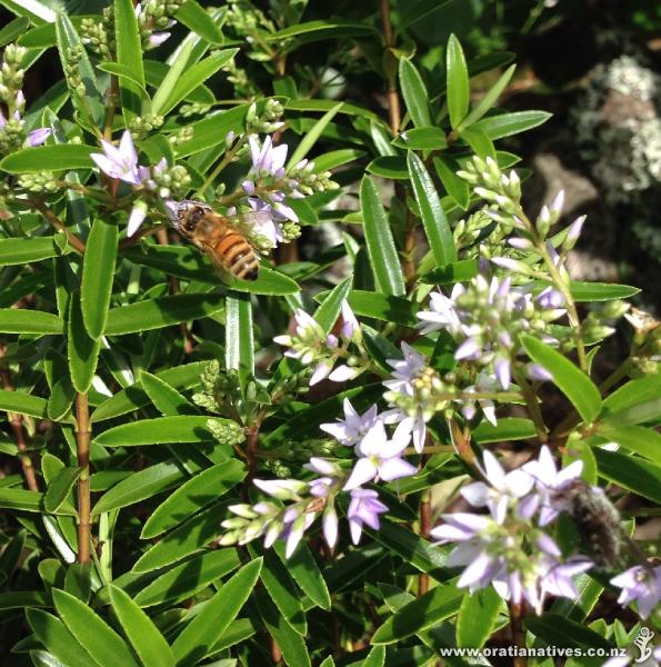 First flowers on my new diosmifolias from Oratia, and the bees have found them!