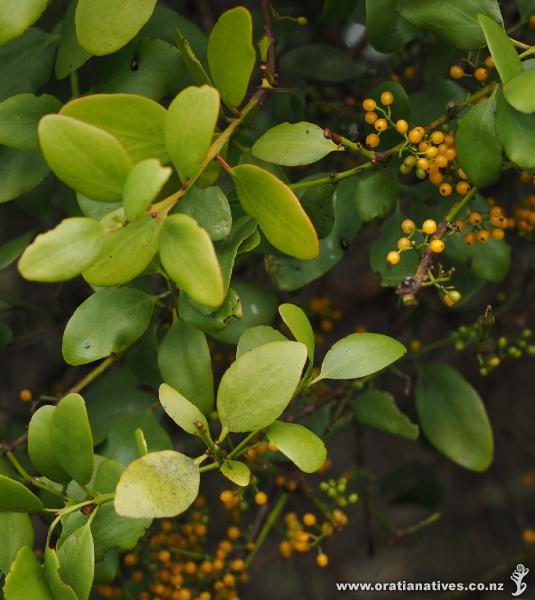 Ileostylus micranthus is a mistletoe commonly found on totara trees and sometimes on Coprosma grandifolia and Coprosma propinqua. Its bright orange fruit are very attractive to birds.