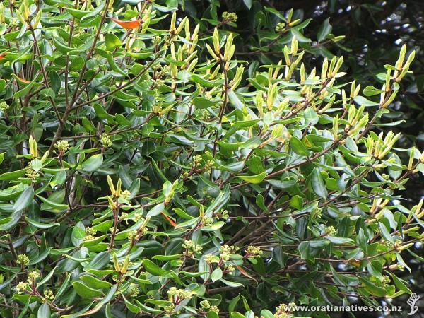 Bartletti foliage and flower bud formations. (Fernglen Gardens, 12Oct2014)