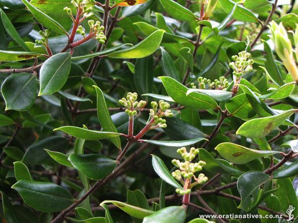 Bartletti flower buds closeup, stay tuned for updates as they open up over the next few weeks! (Fernglen Gardens, 12Oct2014)