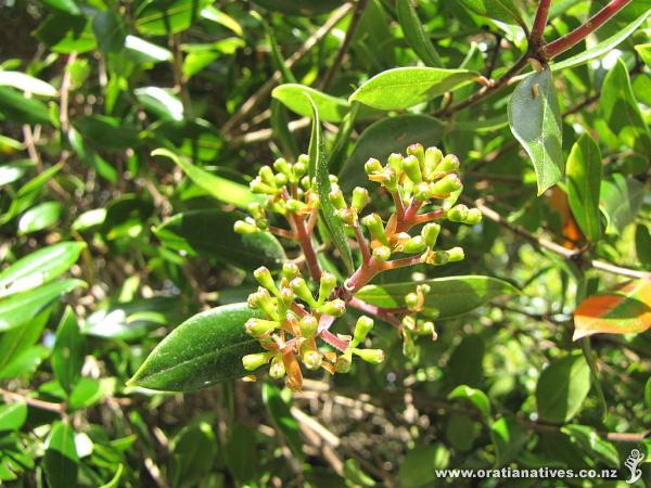 Bartletti flower buds close-up a week later (19thOct2014), looking closer to opening up.