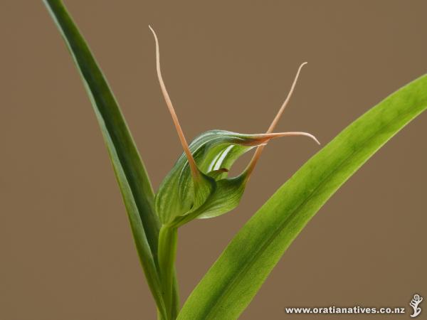 Pterostylis banksii with labellum (tongue) awaiting an insect.