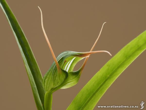 Pterostylis banksii with labellum (tongue) flicked back once triggered by an insect.