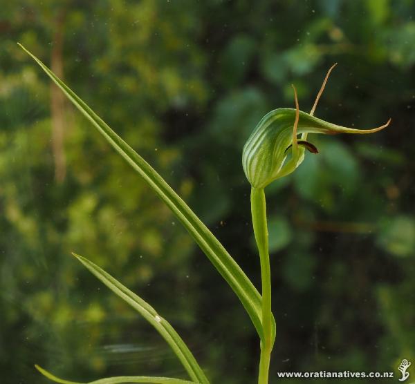 Pterostylis agathicola is a much smaller orchid that flowers a little earlier than P. banksii and is found only in the leaf litter under kauri trees.