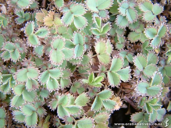 Acaena dumicola