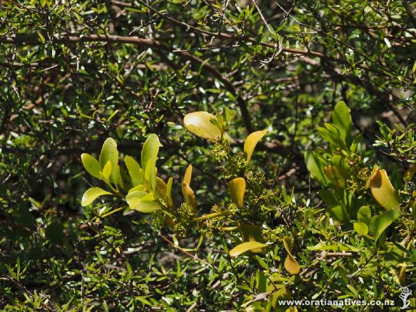 Coprosma propinqua with the mistletoe, Ileostylis micranthus, growing on it along the roadside at Miranda near the Bird Centre.