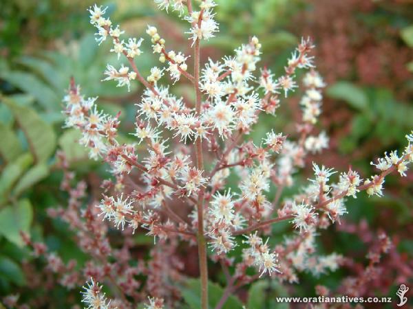 Ackama rosaefolia