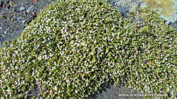 This is var.prostrata from the Wellington South coast