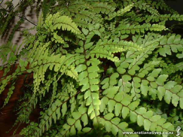 Adiantum formosum