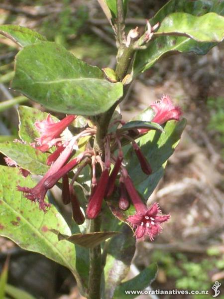 This plant is in cultivation (New Plymouth) in my garden and was grown from seed collected from Rerekapa Falls, North Taranaki. Photo was taken in early September and begin in late July.