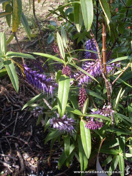 Hebe macrocarpa var. latisepala. Not Hebe macrocarpa var. macrocarpa, but probably the purest blue of any Hebe apart from H. benthamii. Enjoys partial shade and has a very upright manner of growth. Enjoys a well-drained, most soil and comes true from seed.