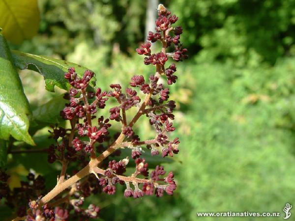 Flowers in bud.