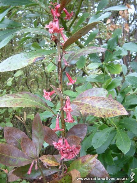 Alseuosmia macrophylla Bronze