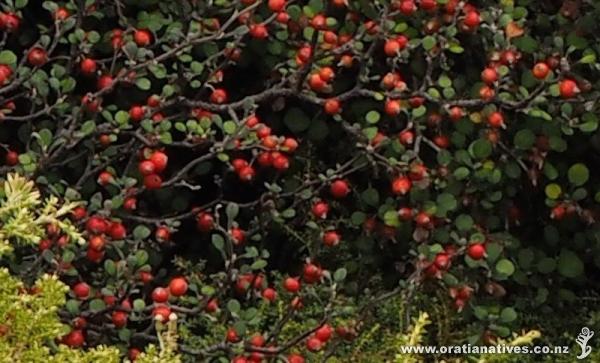 Corokia cotoneaster in full fruit, showing its divaricating branch structure.