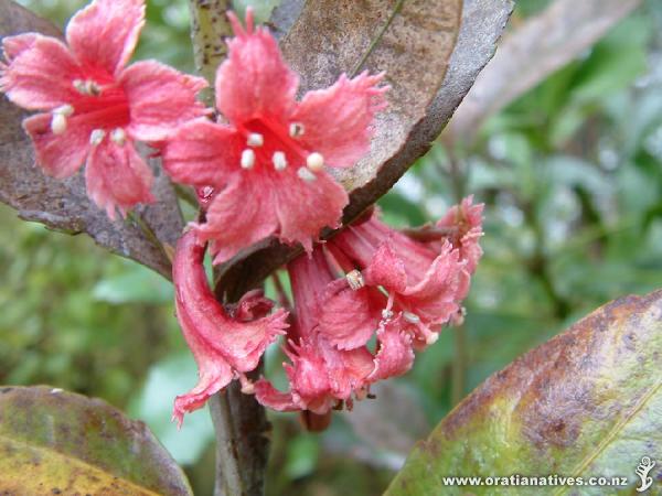 Alseuosmia macrophylla Bronze