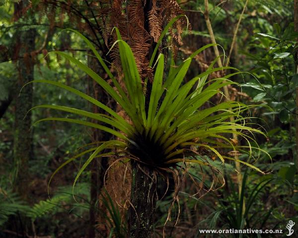 The characteristic dark brown at the centre of the radiating fan shows clearly in this young Collospermum.