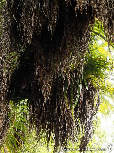 The thick skirts of dead leaves hanging below mature Collospermums can produce some amazing sculptural effects.