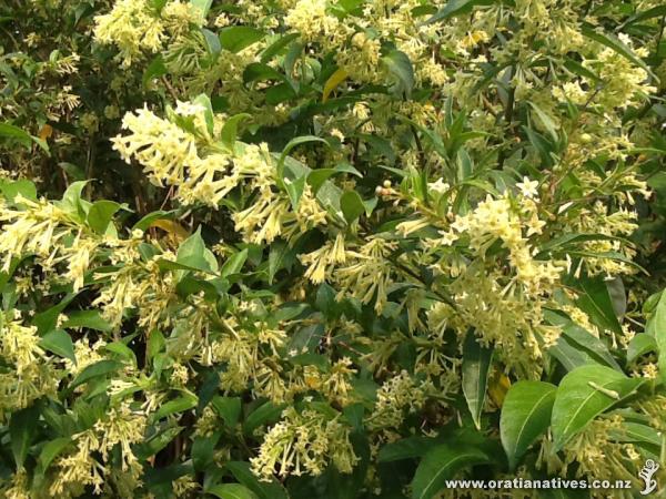 found around whangarei area. Is this Alseuosmia?

Reply:
NO, No, No This is a bad weed called Queen of the night. Cestrum nocturnum. Yes it has an equally amazing scent as Alseuosmia but it is a tropical plant that is a pest in New Zealand. Please do not plant it as every flower develops into seeds which are spread by birds.