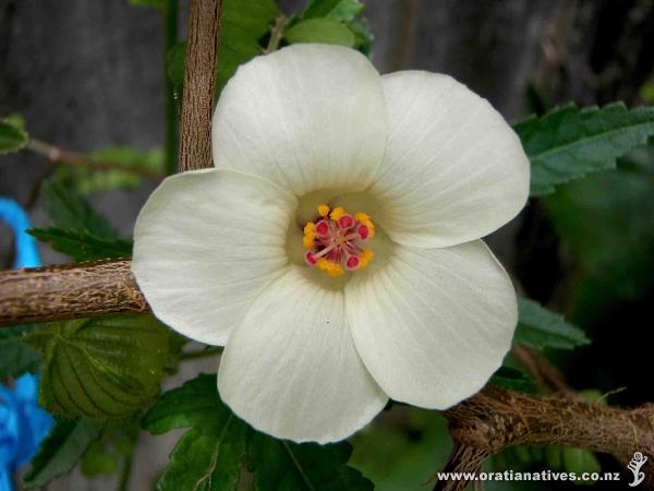 Hibiscus richardsonii flower