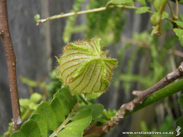 Hibiscus richardsonii seed pod