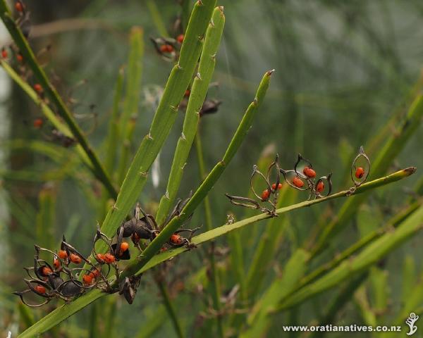 When they split open to reveal the seeds, the pods of Carmichaelia produce a very sculptured effect.