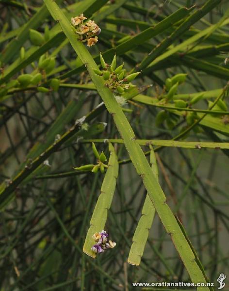 Here are newish flowers at the bottom of the photo, older ones at the top and newly formed seed pods in between.