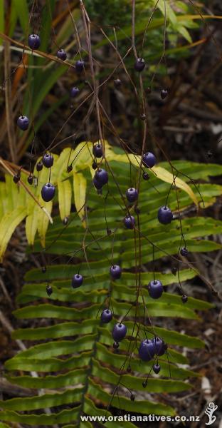 The vivid berries of Dianella stood out well against the backdrop of Blechnum novae-zelandiae.