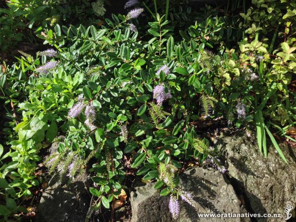 H. obtusata loving the rockery