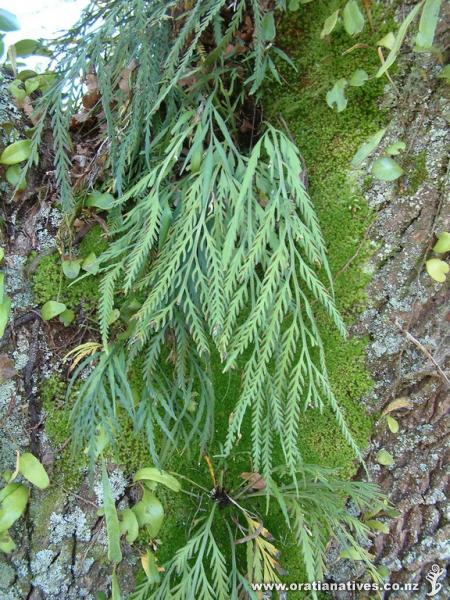 Asplenium flaccidum