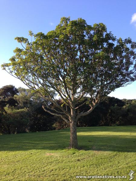 Puriri at Western Springs, near Auckland Zoo