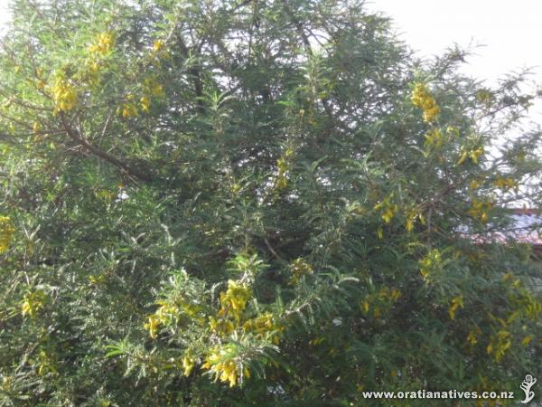 My Dragons Gold Kowhai in full bloom in July