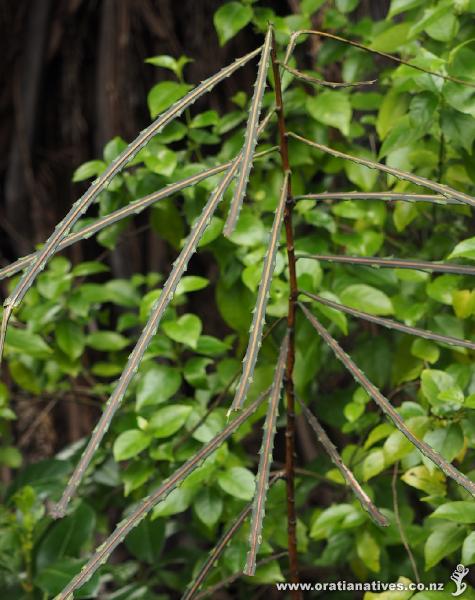 Juvenile leaves on a young lancewood.