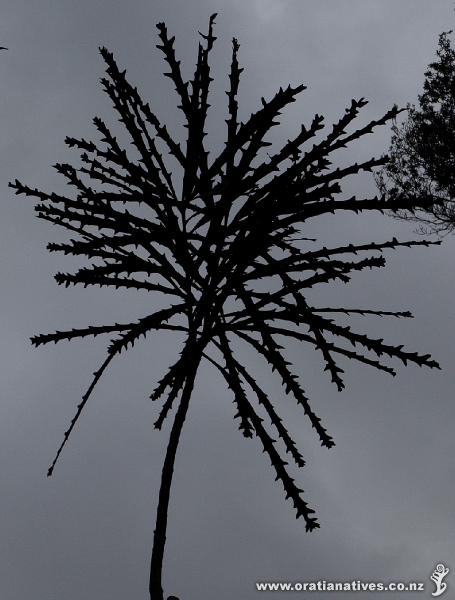 Even though quite a tall tree, this lancewood still has its juvenile foliage.