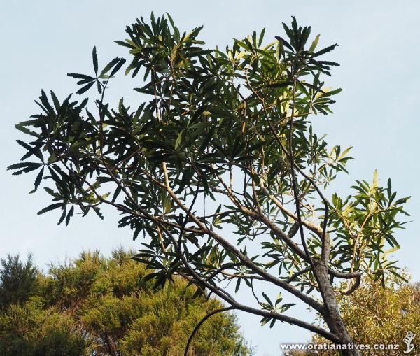 This mature lancewood has a head with much shorter and wider leaves.