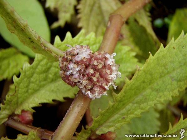 Parataniwha in flower, Oakley Creek.