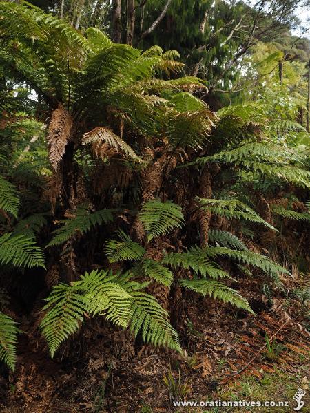 What appears a cluster of separate plants is more likely a single plant connected by underground rhizomes.