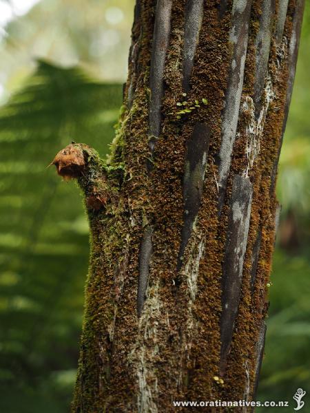 Dicksonia squarrosa with a new aerial bud. Note the opportunistic rata on the trunk, along with a host of other tiny ferns and mosses.