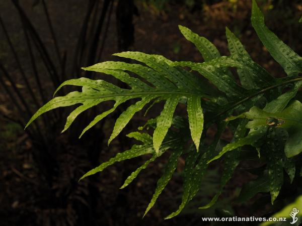 The regularly-spaced pustules on the upper surface of the fronds indicate where the sporangia are found on the lower surface.