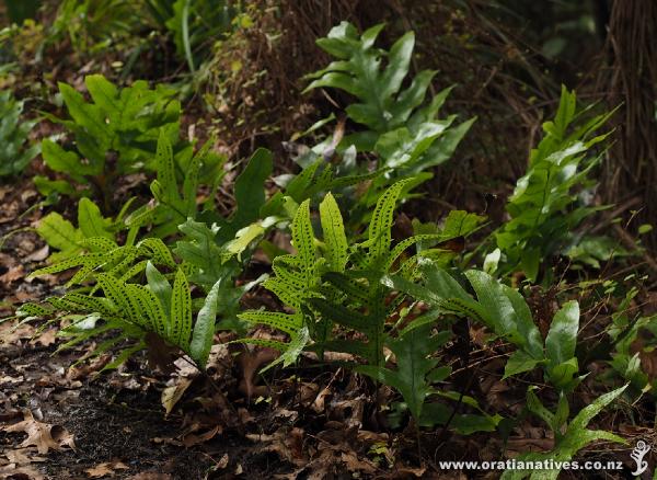 Creeping along the ground, the back-lit fronds display their sporangia.