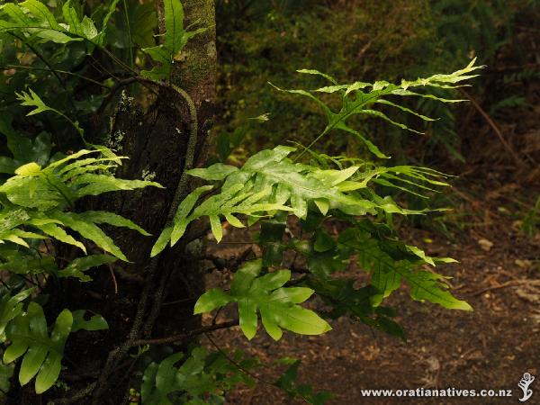 Creeping up a tree, the top of the fronds display the pustules.