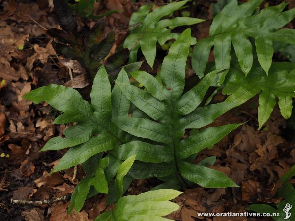 Sterile fronds without pustules.