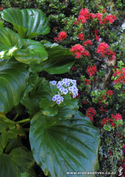 Chatham Island forget-me-nots and scarlet rata (Metrosiderous carminea) in full bloom in a Lower Hutt garden. They thrive in this site on the south side of our house, where they are regularly fed with homemade liquid fertilisers and fresh seaweed mulches