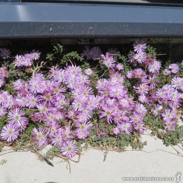 This groundcover thrives in our difficult salt-and-sand blown West Coast (NI) garden. It likes it here under the ranchslider door too.