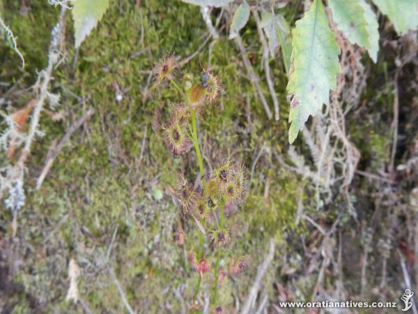 Drosera Auriculata