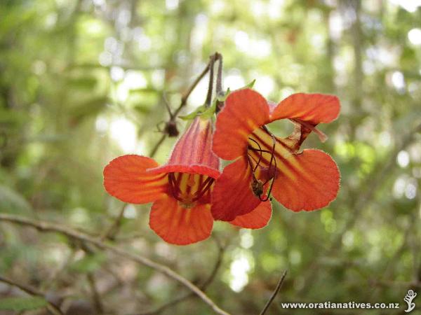 Dunn's Bush, Puhoi