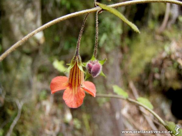 Dunn's Bush, Puhoi.